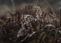 Secret 2 Fine Art Print