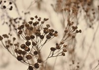 Secret 3 Fine Art Print