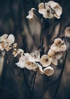 Secret 4 Fine Art Print