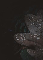 Secret 5 Fine Art Print