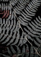 Secret 6 Fine Art Print