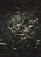 Secret 7 Fine Art Print