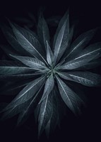 Star Flower Fine Art Print