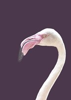 The Flamingo Fine Art Print