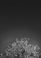 Twinkling Lights 1 Fine Art Print