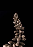 Upwards 2 Fine Art Print