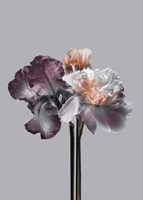 Virtue 1 Fine Art Print