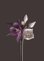 Virtue 2 Fine Art Print