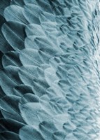 Volture I Fine Art Print