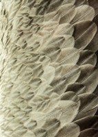 Volture II Fine Art Print