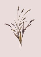 Wheat Fine Art Print