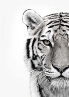 White Tiger Fine Art Print