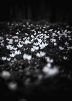 Windflowers Fine Art Print