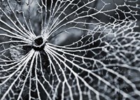 Winterspell Fine Art Print