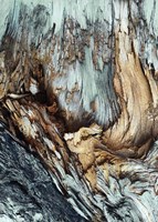 Wooden Fine Art Print