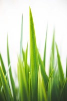 Blades of Green No. 1 Fine Art Print