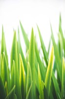 Blades of Green No. 2 Fine Art Print