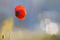 Echoes Fine Art Print