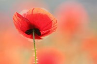 Poppy Dream Fine Art Print