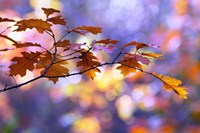 United Colors of Autumn Fine Art Print