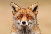 Zen Fox Red Portrait Fine Art Print