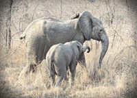 Elephants Fine Art Print