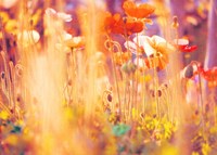 I Am Alice Fine Art Print