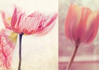 Poppy & Tulip Fine Art Print