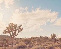 Sunshine & Joshua Trees Fine Art Print