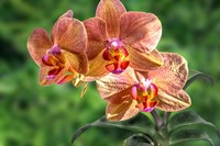 Orange Orchid Fine Art Print