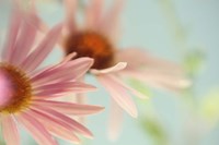 Daisy Days Fine Art Print