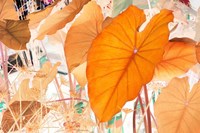 Elephant Ears Fine Art Print