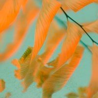 Fern Dance 1 Fine Art Print