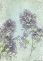 Lilac Fine Art Print