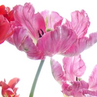 Parrot Tulips Fine Art Print