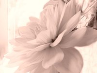 Pink Dahlia 1 Fine Art Print