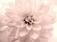 Pink Dahlia 2 Fine Art Print