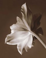 Moonglow Tulip Fine Art Print