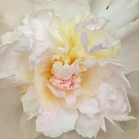 Paeonia Fine Art Print