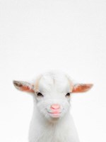 Baby Goat Fine Art Print