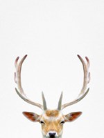Deer Fine Art Print