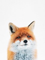 Fox Fine Art Print