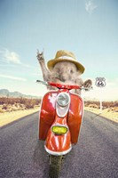 Hedgehog Traveler Fine Art Print