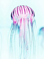 Jelly Fish Fine Art Print