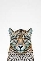 Leopard II Fine Art Print