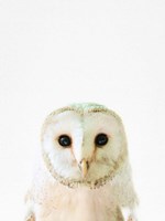 Owl Fine Art Print