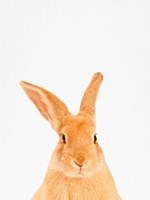 Rabbit Fine Art Print