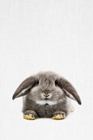 Rabbit II Fine Art Print