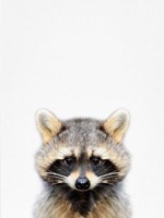 Raccoon Fine Art Print