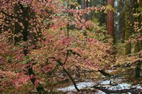 Dogwoods & Sequoia Fine Art Print